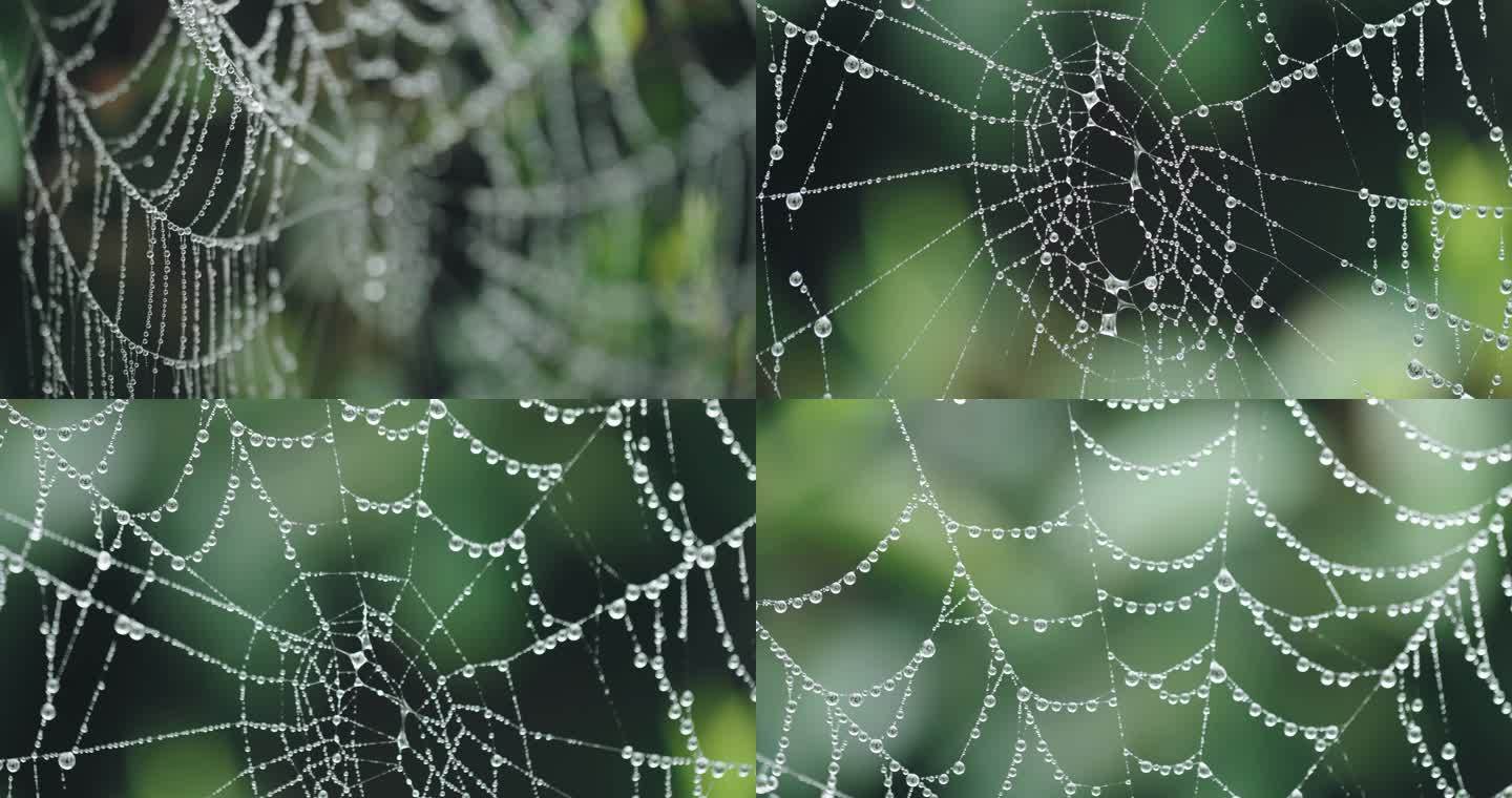 露珠挂在蜘蛛网上