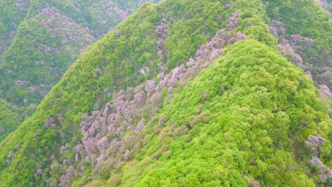 漫山遍野的紫荆花