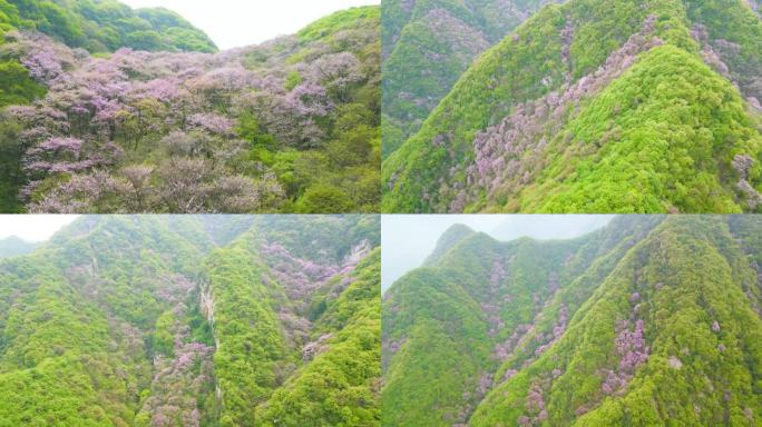 漫山遍野的紫荆花