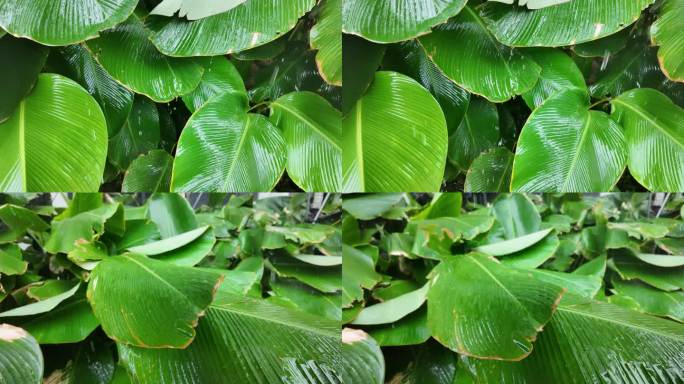 热带绿叶植物暴雨特写