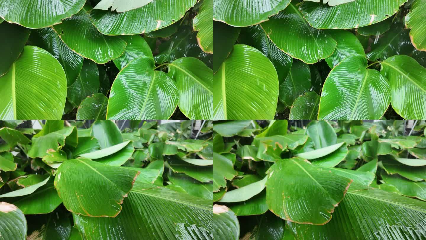 热带绿叶植物暴雨特写