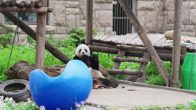 春天北京动物园网红熊猫萌萌