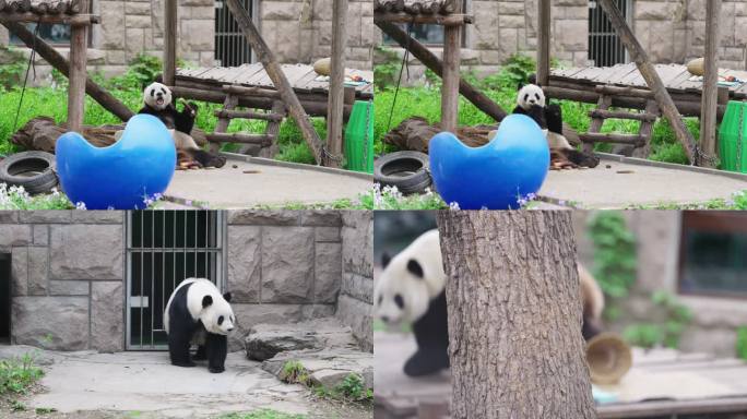 春天北京动物园网红熊猫萌萌