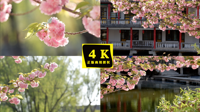 樱花节 春天的花 唯美樱花特写 4K樱花