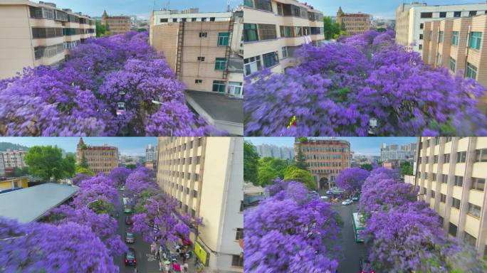 昆明蓝花楹航拍