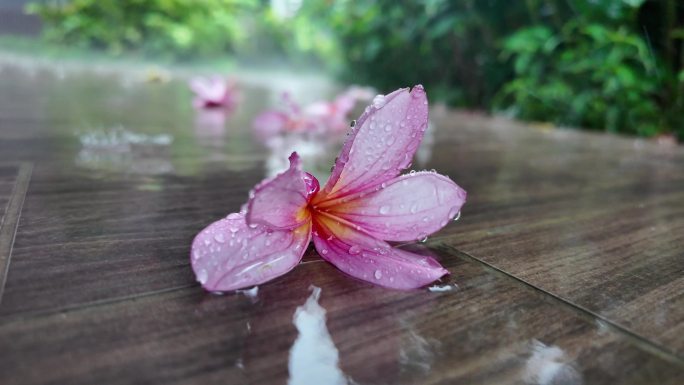 大雨中的残落的花朵：鸡蛋花特写