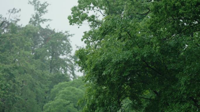 树林下雨 大雨下雨 树林特写