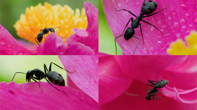 微观视界 升格特写：蚂蚁与花朵的奇妙共生