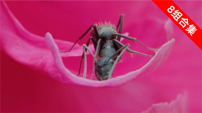 微观视界 升格特写：蚂蚁与花朵的奇妙共生