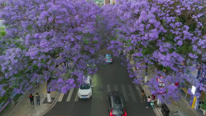 昆明蓝花楹航拍