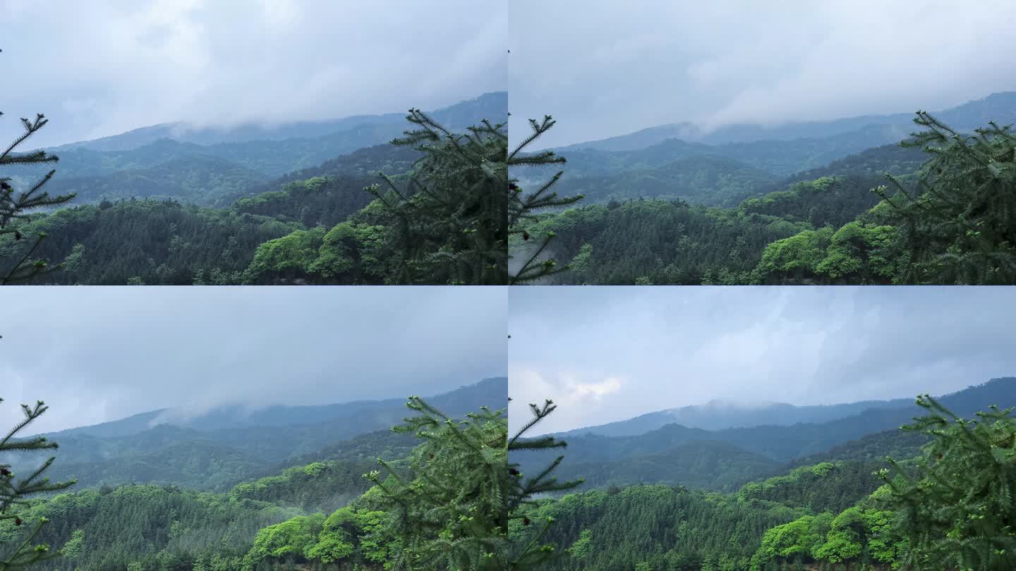 景德镇三宝林场雨后延时