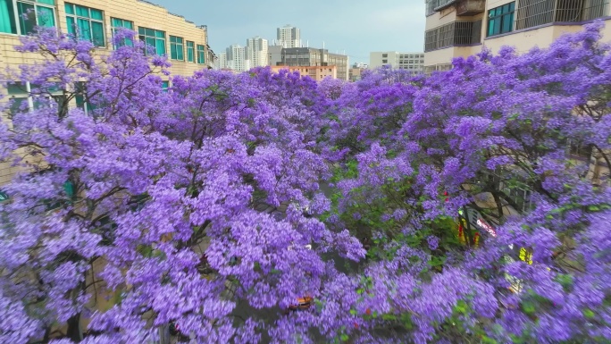 昆明蓝花楹航拍