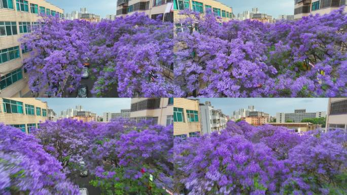 昆明蓝花楹航拍