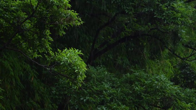 热带森林的雨季