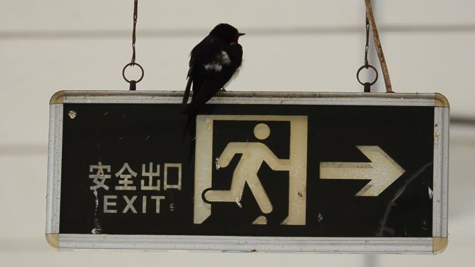 安全出口指示牌与燕子