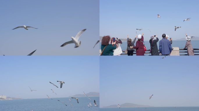 海边海鸥、游客喂海鸥