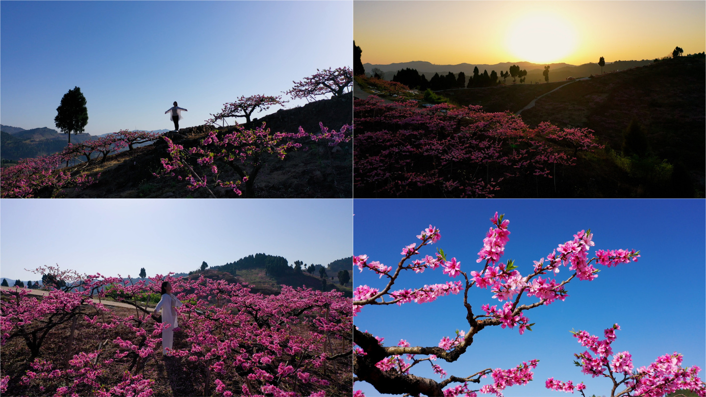 桃花 日出 阳春三月 春暖花开