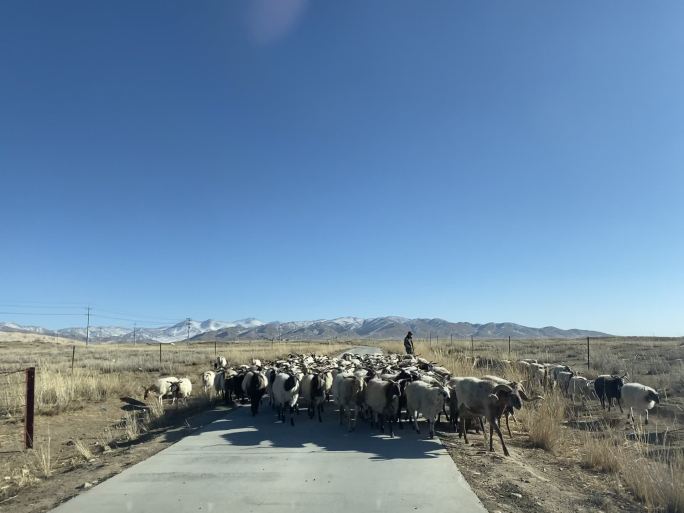 内蒙古草原牧羊 羊群