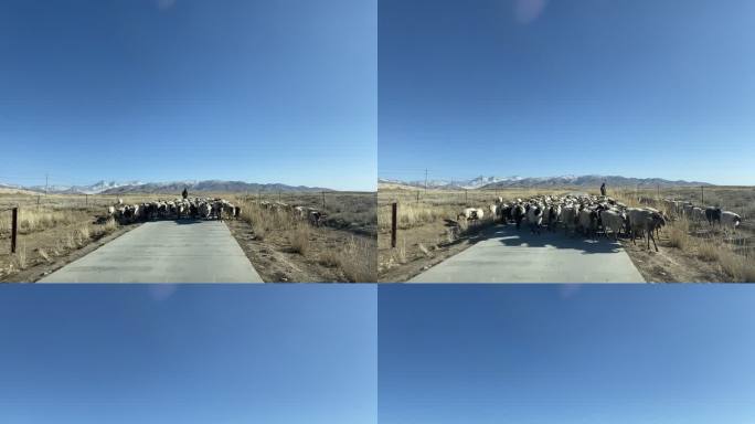 内蒙古草原牧羊 羊群