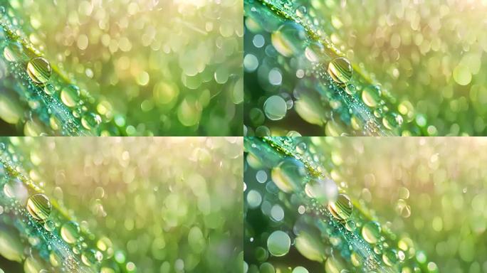 水珠 绿植 绿色水珠 宽屏
