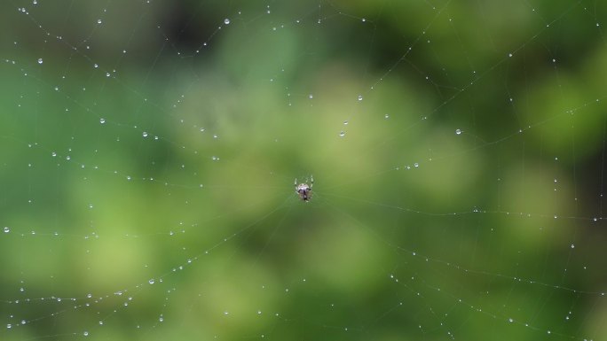 露水  雨后风景  小清新治愈蜘蛛网