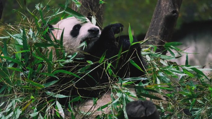 大熊猫吃竹子、萝卜沉浸干饭