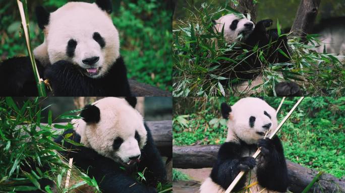 大熊猫吃竹子、萝卜沉浸干饭