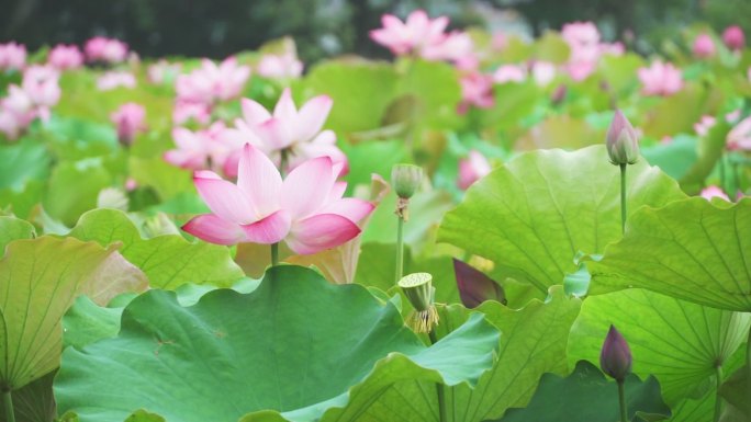 夏天西湖池塘里盛开的荷花