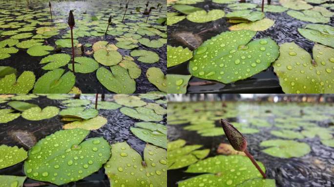 雨中睡莲：湖水幽静的慢镜头特写