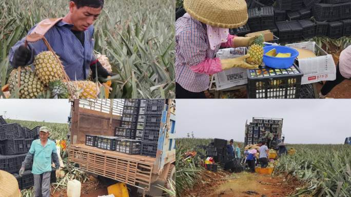 湛江徐闻菠萝的海果农采摘菠萝现场