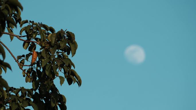 【4k】月亮越过树梢【变焦】