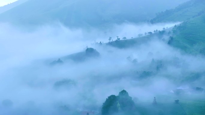 航拍茶山清晨云雾云雾茶生长环境宣传片