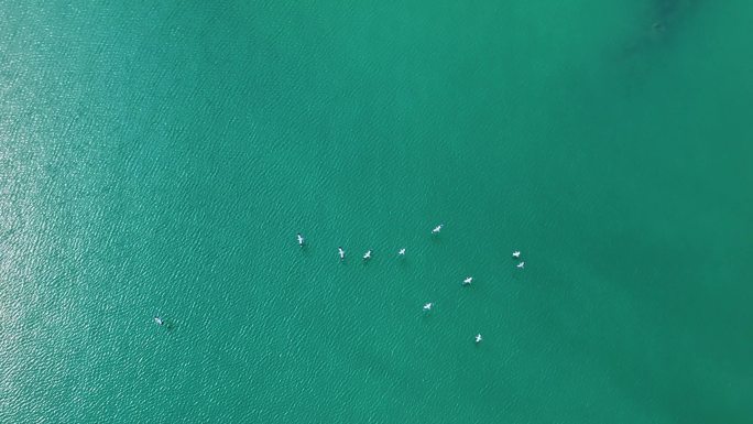 碧海上飞翔的白鹭4K航拍