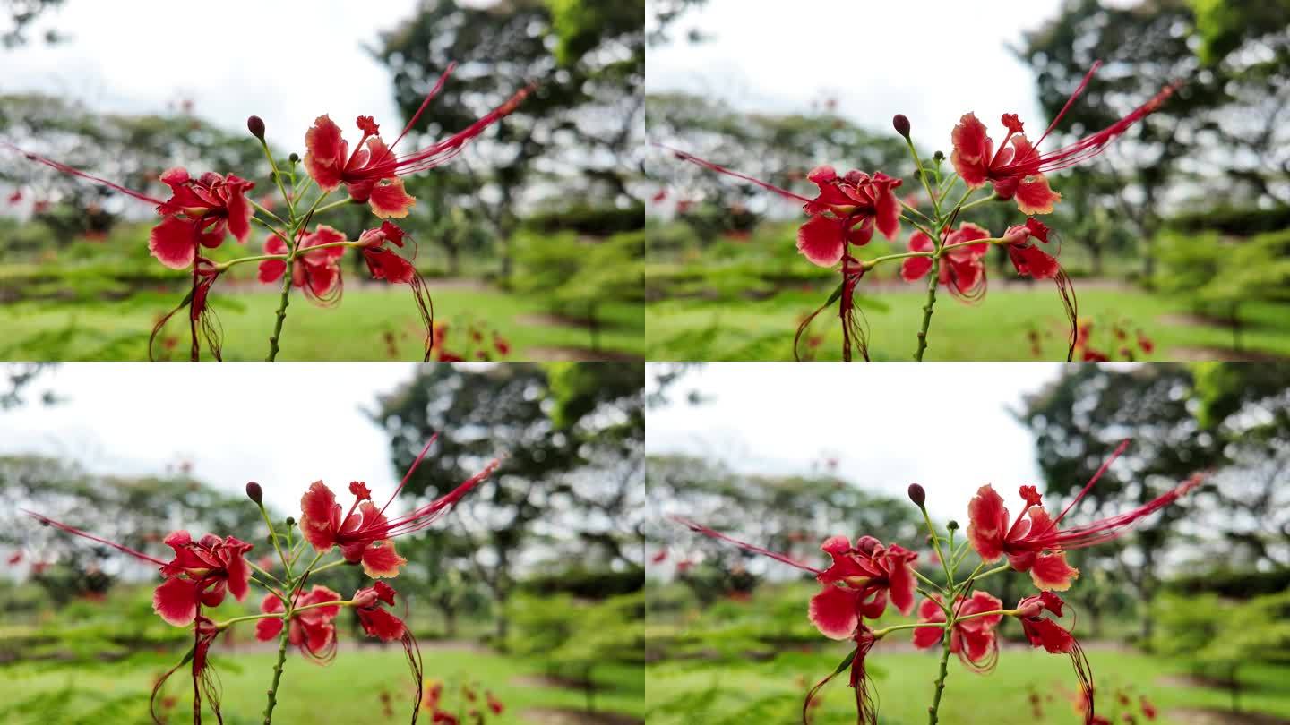 热情绽放：红色花卉慢镜头