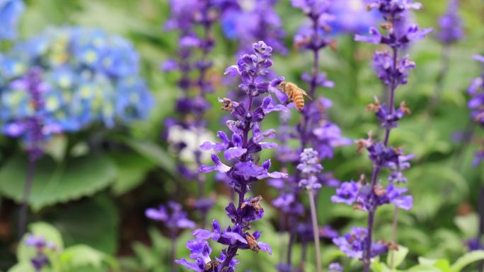 蜜蜂在花丛中采蜜