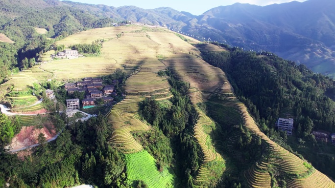 广西桂林龙脊梯田秋天金色稻田航拍4K