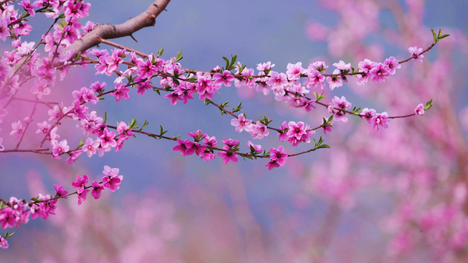 桃花 平谷桃花海