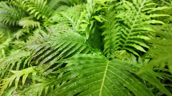 绿植特写：雨滴滴落在绿植植物上的慢镜头