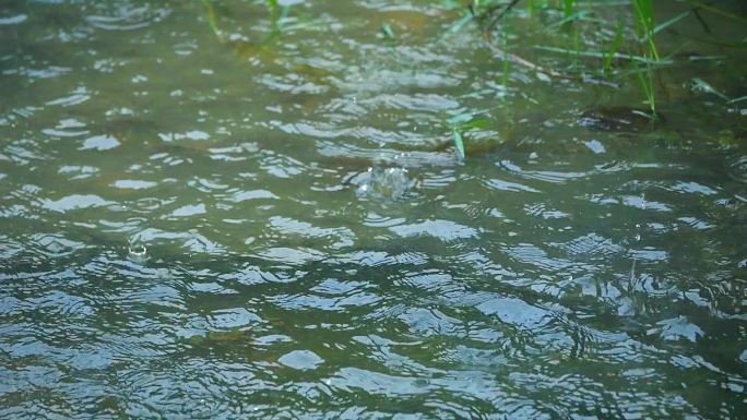 谷雨清明的雨滴