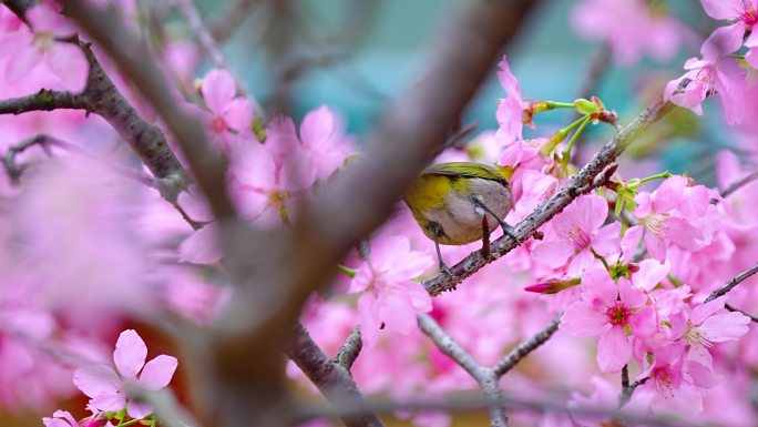 樱花树上的绣眼鸟4K