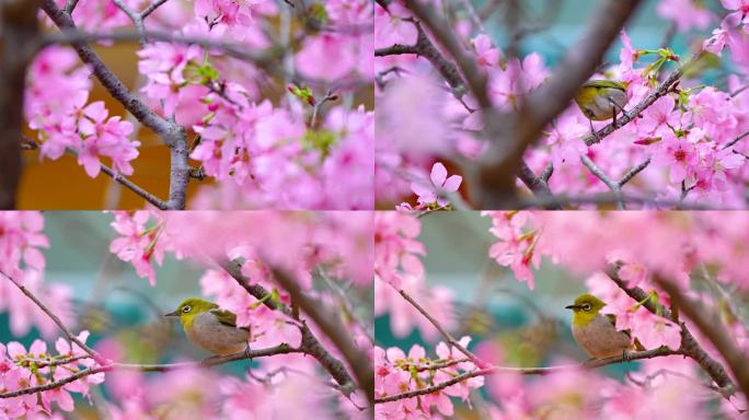 樱花树上的绣眼鸟4K