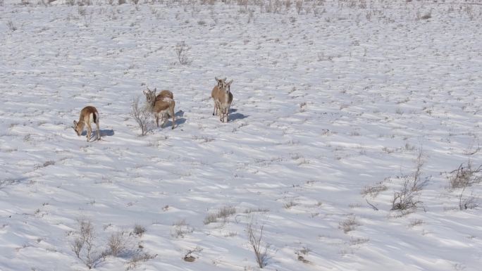 航拍新疆阿勒泰冬季积雪草原上鹅喉羚奔跑