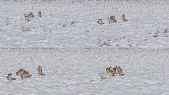 航拍新疆阿勒泰冬季积雪草原上鹅喉羚奔跑