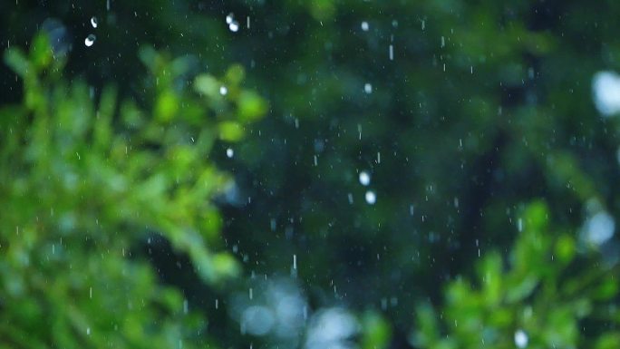 谷雨清明的雨滴