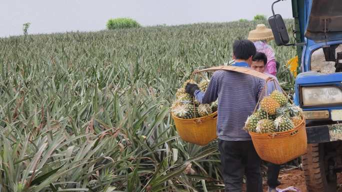 湛江徐闻菠萝的海果农采摘菠萝现场