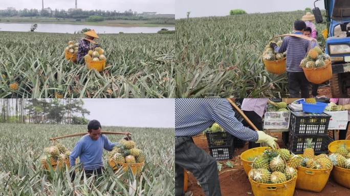 湛江徐闻菠萝的海果农采摘菠萝现场