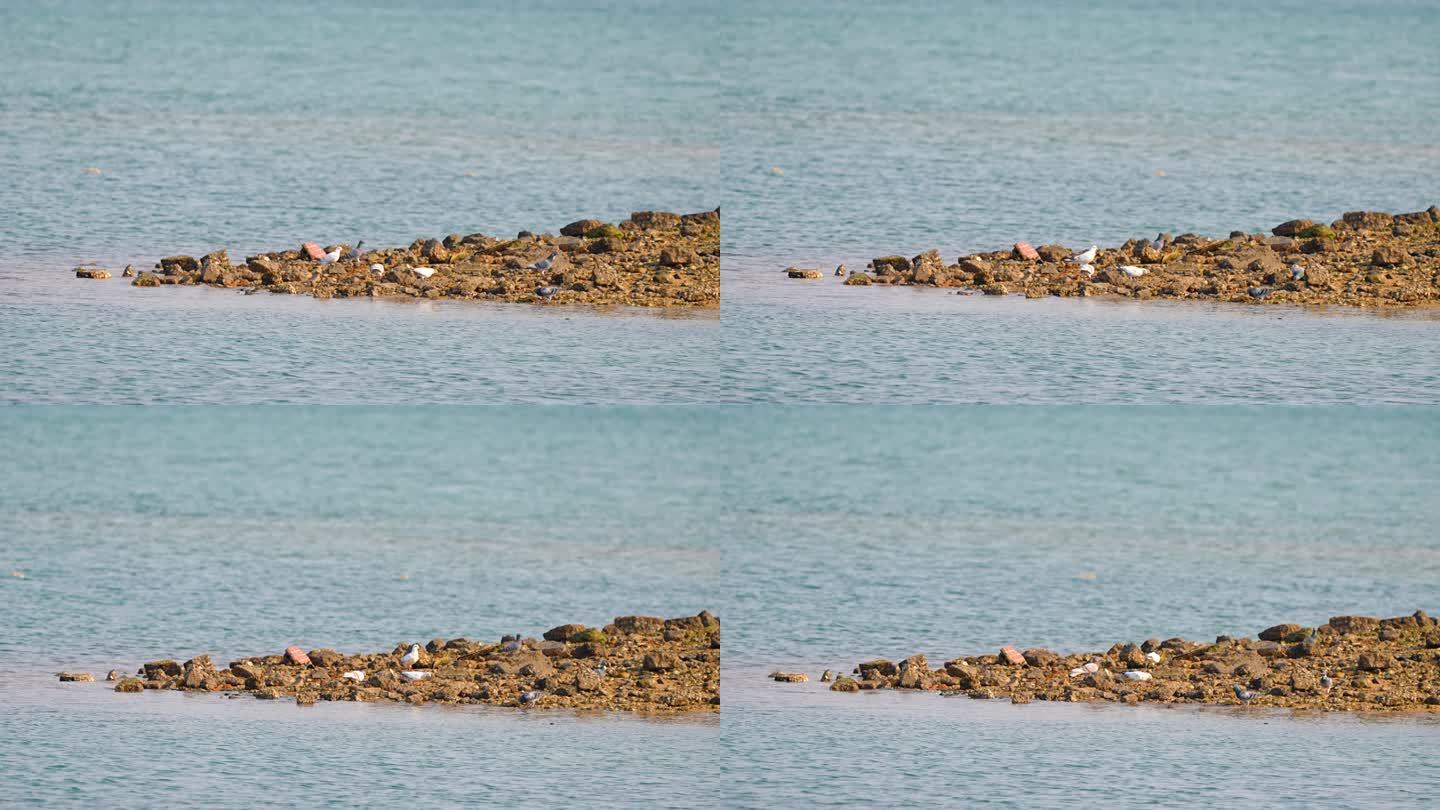 海边沙滩上的白鹭觅食4K