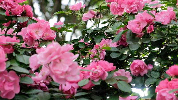春天阳光粉色蔷薇花