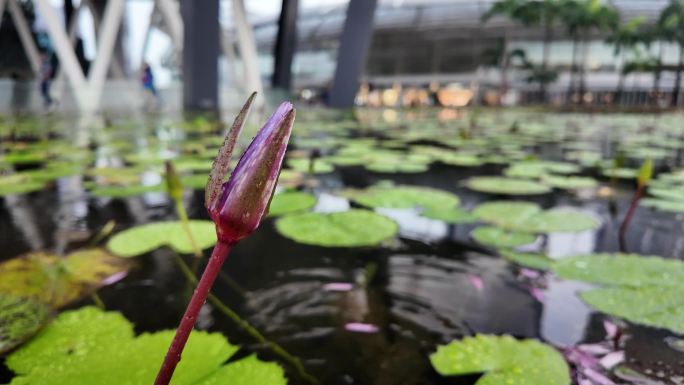 雨后梦幻水境：含苞待放的睡莲