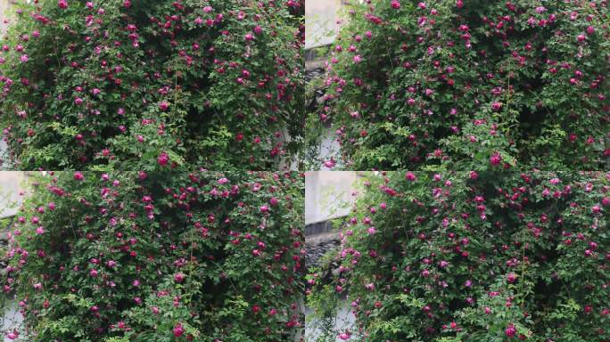春天盛开的蔷薇花墙